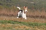 FOX TERRIER 476